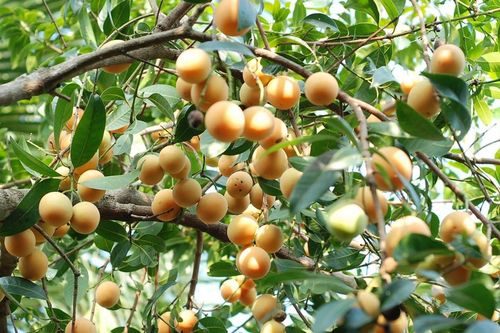 Tuyển chọn 5 loài cây ăn quả bản địa tại Khu bảo tồn thiên nhiên Tà Kóu