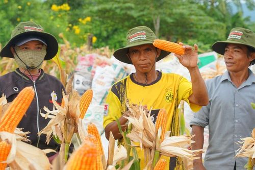 Giống bắp lai mới giúp đồng bào vùng núi tăng thu nhập