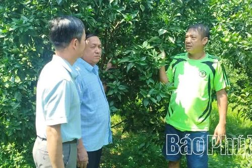 Ứng dụng công nghệ nâng cao giá trị cam Cao Phong