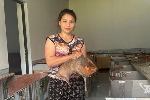 Lợi ích kép từ chăn nuôi an toàn sinh học