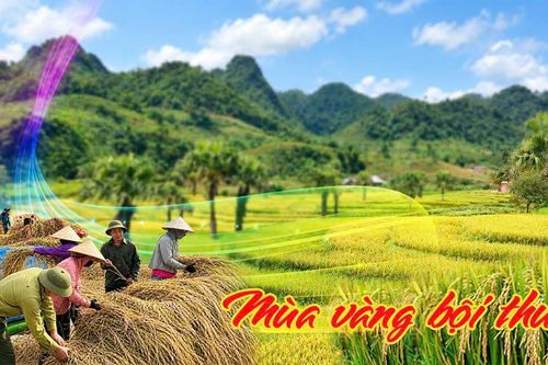 Hương lúa Tháng Mười