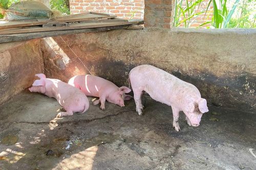 Ngân Sơn ghi nhận thêm lợn ốm, chết chưa rõ nguyên nhân