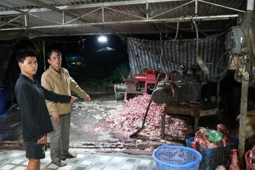 Đường dây tiêu thụ 400 tấn heo bệnh thu lợi bất chính trên 10 tỷ đồng
