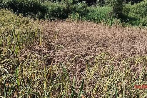 Xã Hòa An hơn 10,3 ha lúa mùa bị rầy nâu, rầy lưng trắng và sâu đục thân gây hại