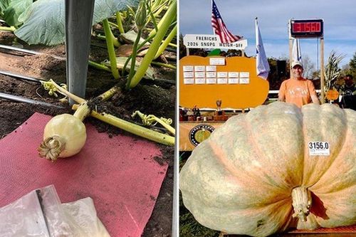 Lão nông 'vác' quả bí ngô khổng lồ nặng tới 1,4 tấn về quê 'tranh tài', nhận giải thưởng hơn 90 triệu đồng