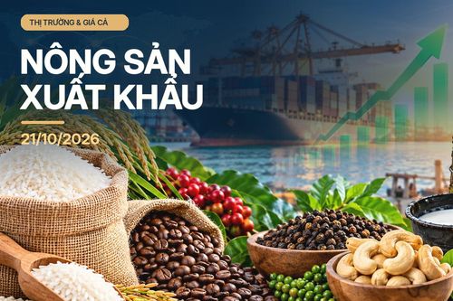 Nông sản xuất khẩu ngày 21/10: Gạo thơm 5% tấm tăng 5 USD/tấn