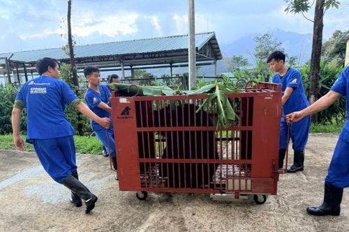 Mỗi cá thể Gấu được chuyển giao - Hệ sinh thái càng được bảo vệ và đa dạng hơn