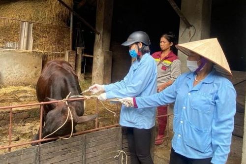 Quảng Trị: Tăng cường công tác tiêm phòng vắc xin cho đàn vật nuôi trên địa bàn