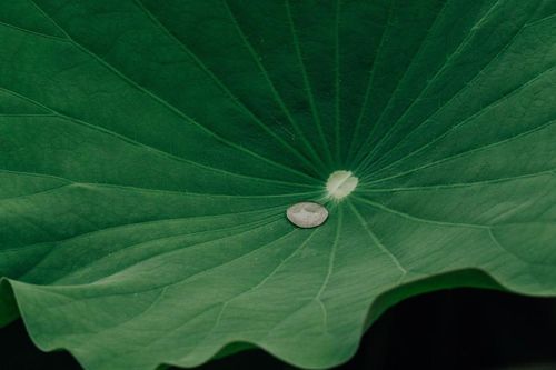 Uống trà lá sen có giúp giảm cân không?
