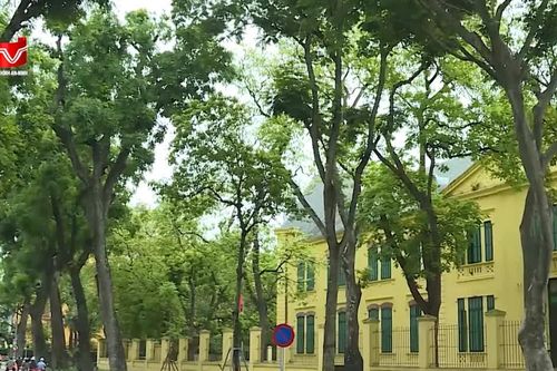 Hà Nội công bố danh mục 18 loại cây không được phép trồng