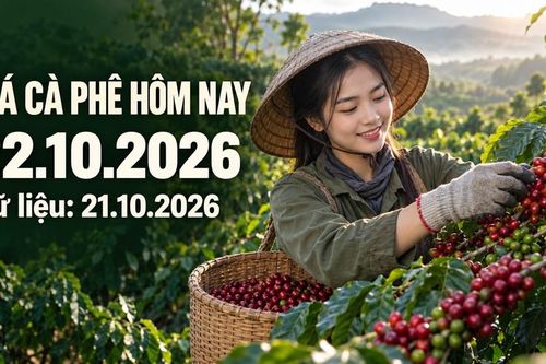 Giá cà phê hôm nay 22.10.2026: Áp lực từ hai sàn kỳ hạn