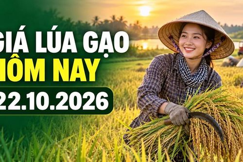 Giá lúa gạo hôm nay 22.10.2026: Sức mua quyết định đà giá