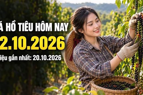 Giá hồ tiêu hôm nay 22.10.2026: Thị trường chờ bảng giá mới