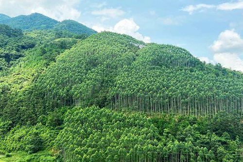 Xây dựng ngành lâm nghiệp đa giá trị, phát triển bền vững