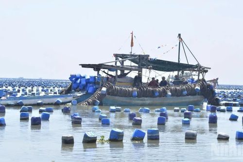 Đồng Tháp kiên quyết xử lý triệt để nuôi hàu trái phép trên biển