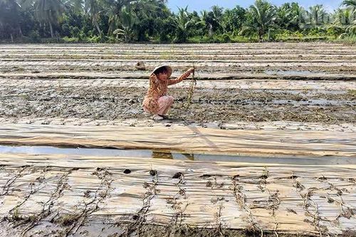 Vĩnh Long khẩn trương khắc phục sự cố ngập úng, đồng hành cùng nông dân khôi phục sản xuất