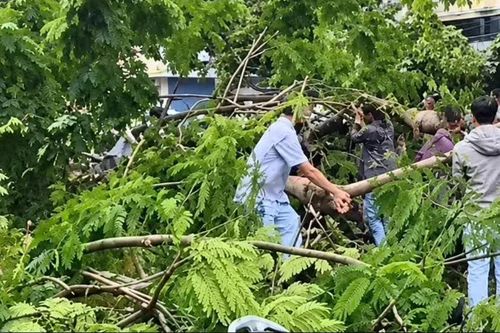 Cây ngã đè trúng người trước cổng bệnh viện ở TPHCM