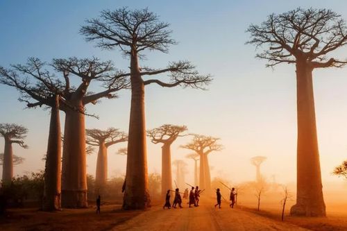 Choáng ngợp giữa hàng cây khổng lồ ở vùng đất khô cằn Madagascar