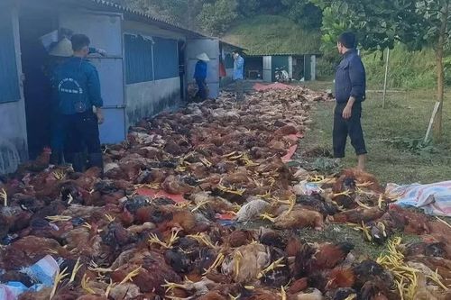 Hơn 3.000 con gà chết ngạt do chập điện ở Hà Tĩnh