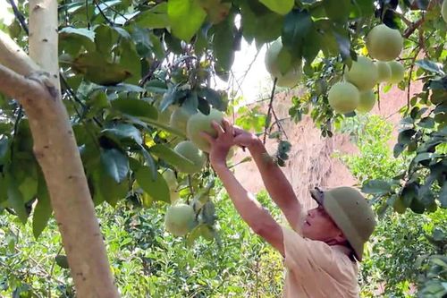Bắc Ninh xúc tiến, kết nối thị trường tiêu thụ trái cây chủ lực