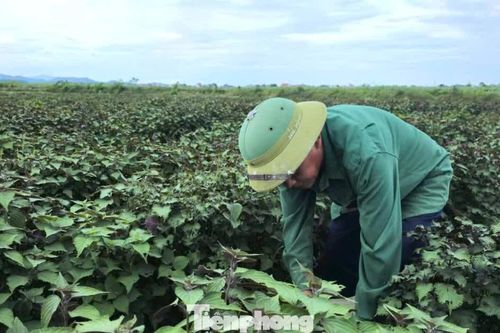 Tía tô có giá trị gì mà nông dân tính thu tiền tỷ?