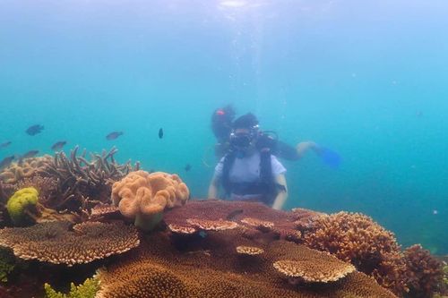 Gieo mầm san hô, hồi sinh màu xanh đại dương của vịnh Nha Trang