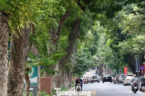 Điểm danh những hàng cổ thụ rợp bóng làm nên dấu ấn phố Hà Nội