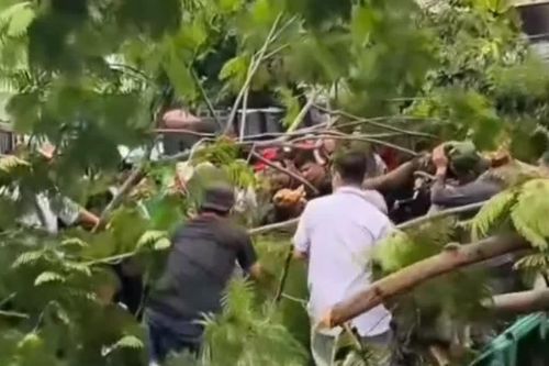 Cây phượng bật gốc đè chết một người đàn ông ở TPHCM