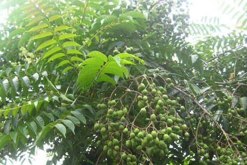 Loài cây giàu vitamin C vừa được Hà Nội đưa vào danh mục cấm