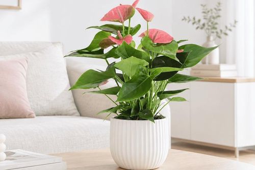 3 cây cảnh có hoa quanh năm, vừa đẹp nhà vừa hút tài lộc