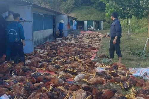 Trang trại có hơn 3.000 con gà sắp xuất bán chết do chập điện