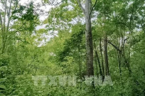 Giảm phát thải nhờ xử lý tầng thảm mục dưới tán rừng trồng