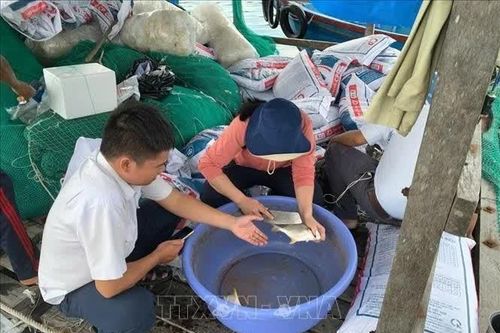Khánh Hòa: Xác định nguyên nhân cá chim nuôi lồng chết bất thường