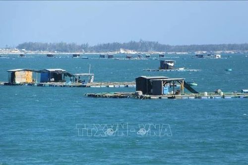 Mô hình nuôi biển đa bậc dinh dưỡng giúp giảm ô nhiễm môi trường