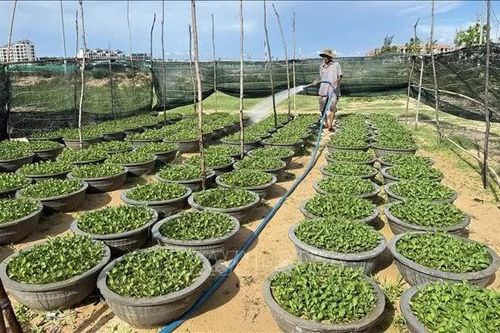 Tiếp vốn cho nông dân giữ nghề trồng hoa Tết