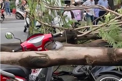 Thành phố Hồ Chí Minh: Cây phượng bật gốc đè chết người đàn ông trên vỉa hè