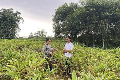Giúp nhau giảm nghèo bền vững