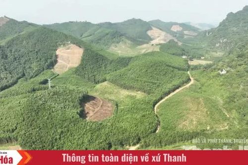 Từ vệt xanh đại ngàn đến cơ sở chế biến gỗ keo