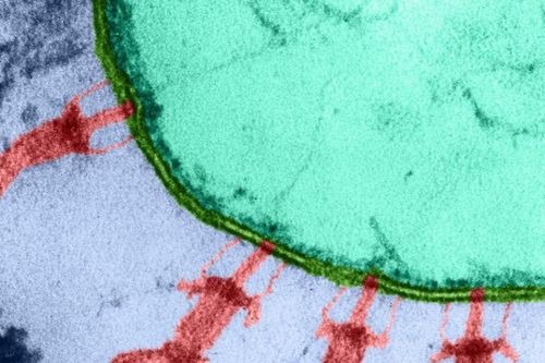 Startup Mỹ tuyên bố dùng AI thiết kế virus để điều trị bệnh