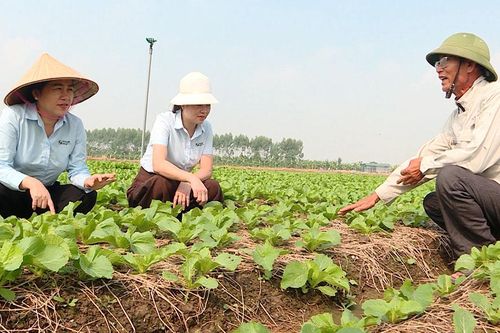 Bắc Ninh: Triển vọng mô hình sản xuất rau cải Tòa Sại Choi Hing Lee Special 318