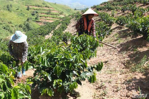 Nghị quyết bén rễ ở Si Pa Phìn