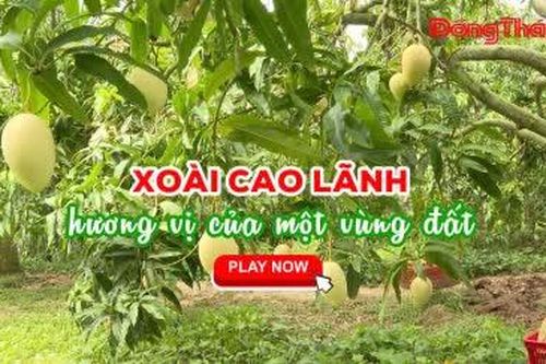 XOÀI CAO LÃNH – HƯƠNG VỊ CỦA MỘT VÙNG ĐẤT