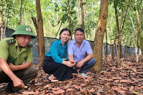 Gia Lai định hướng phát triển khoảng 31.000 ha cây dược liệu dưới tán rừng