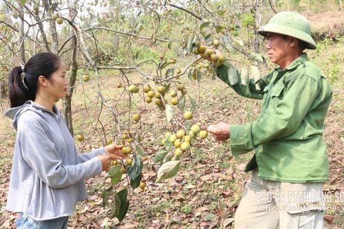 Để hồng Bảo Lâm phát triển bền vững