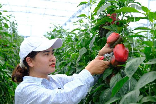 Người phụ nữ Churu mạnh dạn đổi mới