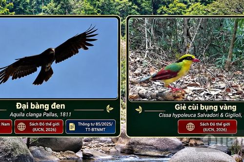 Ghi nhận 228 loài chim tại Khu bảo tồn thiên nhiên Đakrông