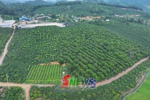 Để Arabica Sơn La vươn tầm thế giới