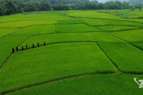 Một ngày với người làm cốm