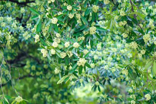Hoa Sữa - câu chuyện không chỉ của một loài cây