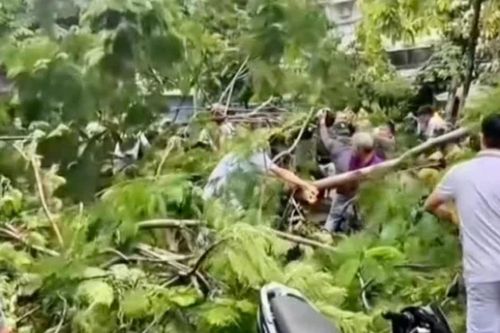 Cây xanh bật gốc đổ ra đường khiến một người tử vong